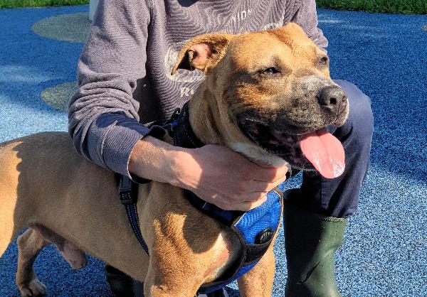 OTTO PIT BULL Foto 2